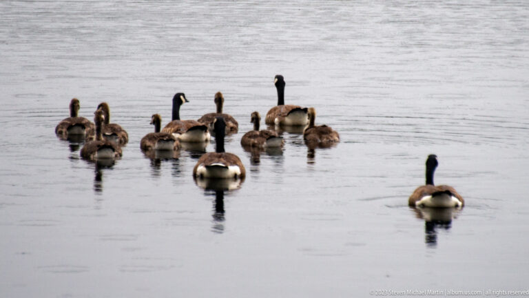 Flock of adult and juvenile Canada geese floating together on calm gray water.