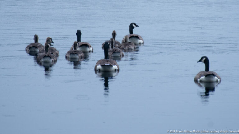 Several adult and juvenile Canada geese swimming away across calm blue-gray water.