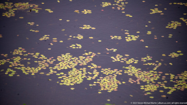Scattered green and reddish lily pads floating in clusters on dark brown freshwater.