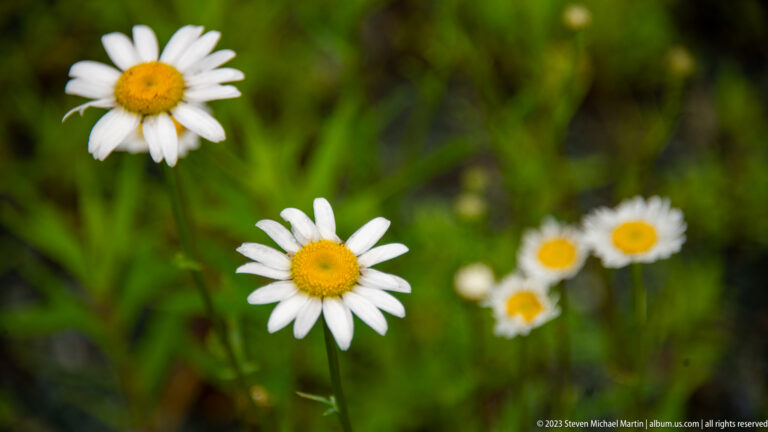 White oxeye daisies with yellow centers blooming against softly blurred green vegetation.