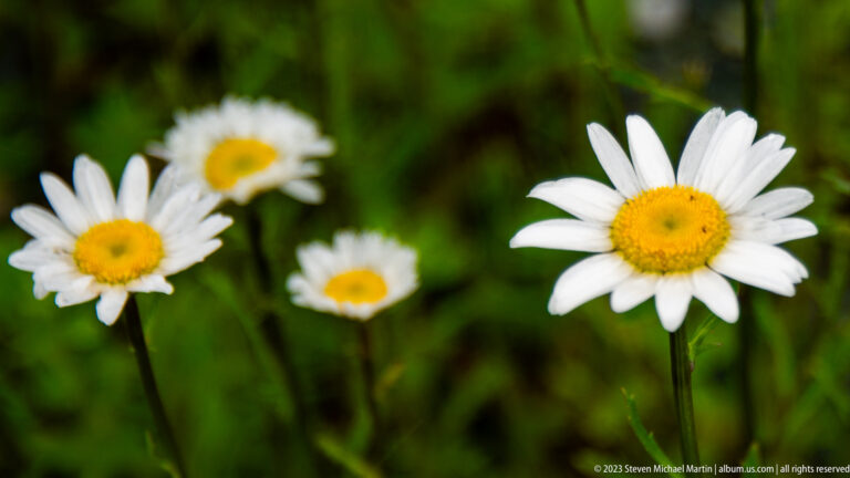 Close view of several white oxeye daisies with yellow centers against blurred green foliage.