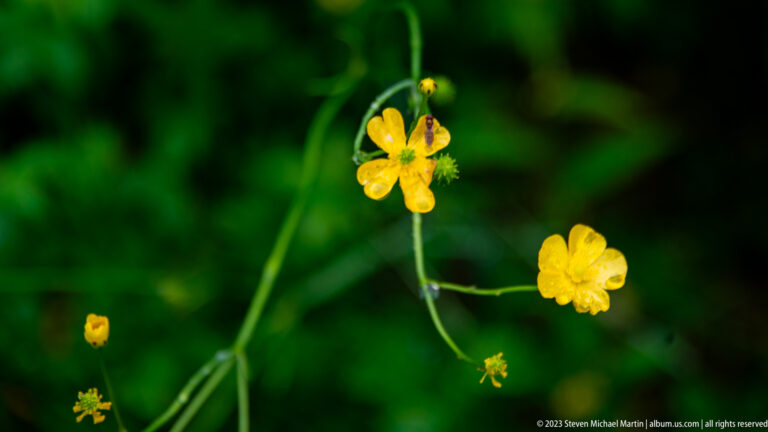 Small glossy yellow five-petaled wildflowers on thin branching stems against dark green foliage.