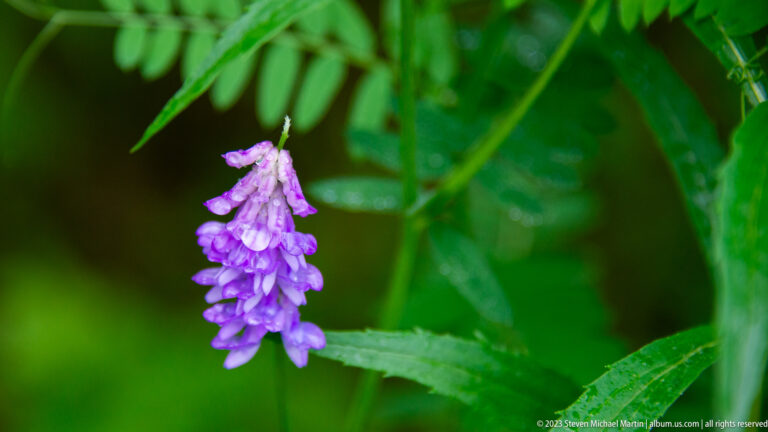 Drooping cluster of small purple pea-shaped flowers hanging among broad green leaves.