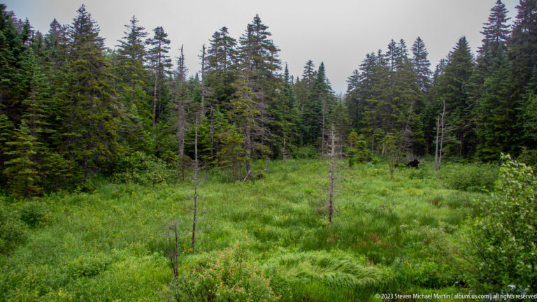 Green wet meadow with low shrubs and dead snags enclosed by dense conifer forest.