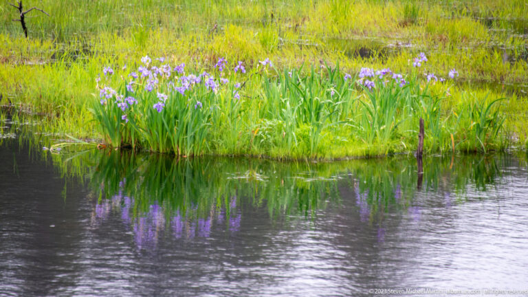 Clump of purple-blue irises with sword-shaped leaves flowering beside dark wetland water.