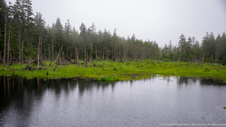 Dark shallow pond bordered by bright marsh vegetation, dead tree trunks, and misty conifer forest.