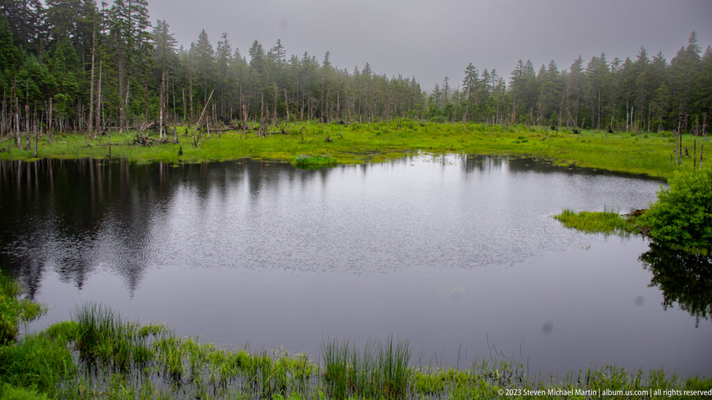 Broad gray pond with grassy margins, dead trunks, and conifer forest beneath an overcast sky.