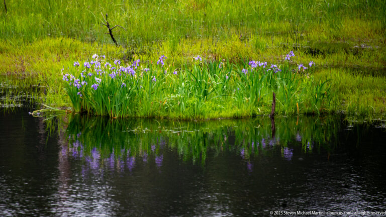 Purple-blue irises and tall green leaves reflected in dark pond water along a grassy wetland edge.