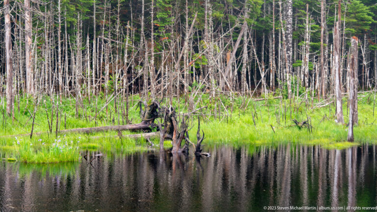 Weathered snags and fallen logs in a dark pond bordered by bright marsh plants and dense conifers.