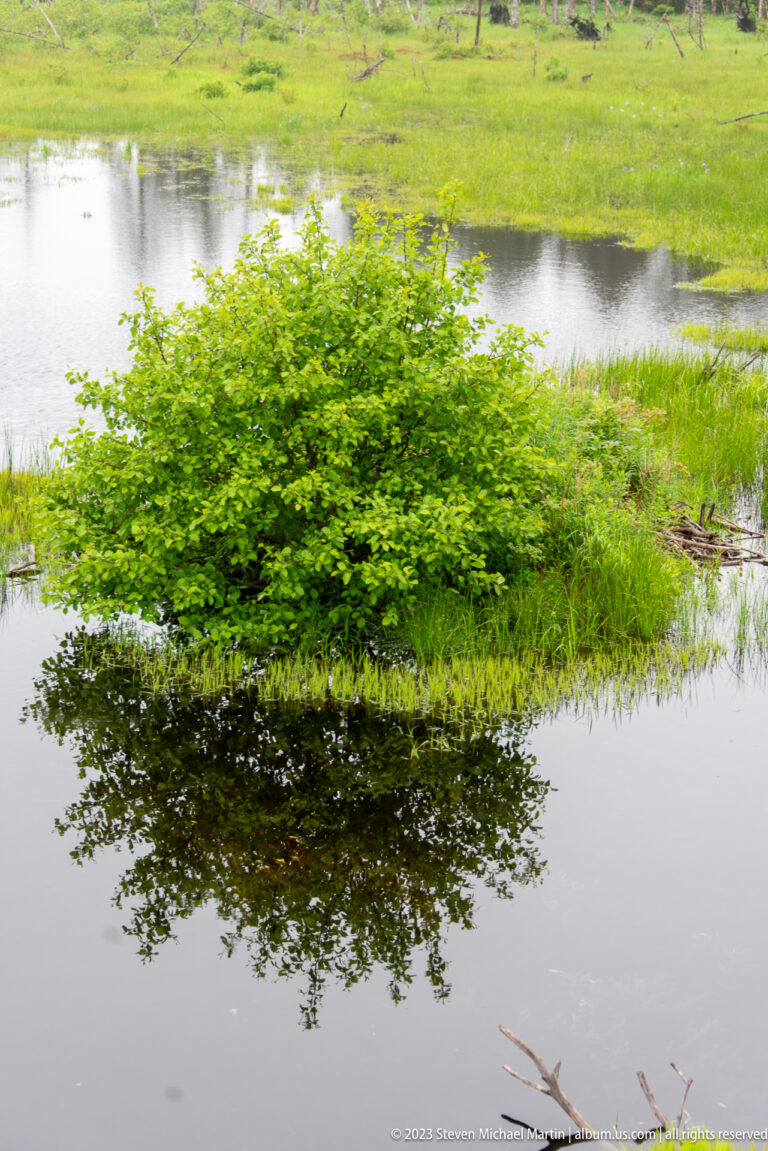 Rounded green shrub on a small wetland hummock reflected in still water, with marsh vegetation behind.