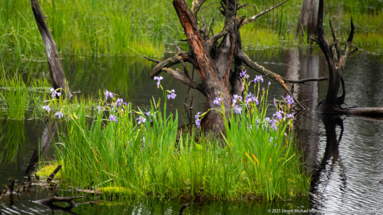 Purple-blue irises growing beside dark water among weathered standing trunks and wetland grasses.