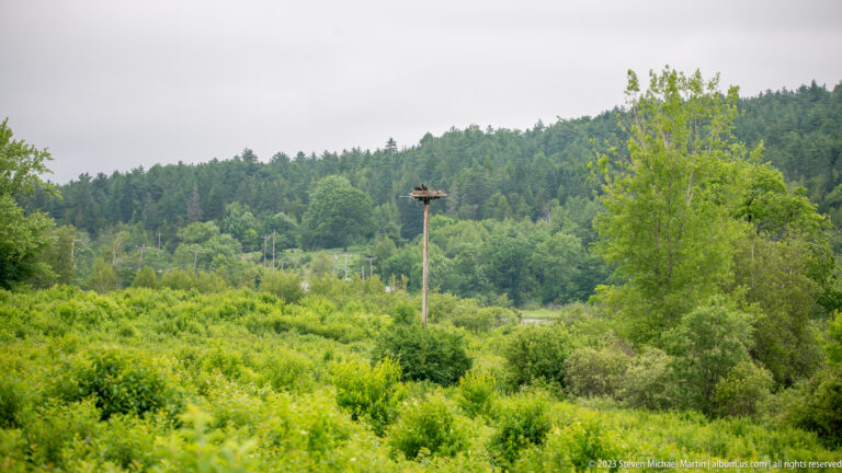 Pole-mounted nest platform rising above lush wetland vegetation with a forested hillside in the background.