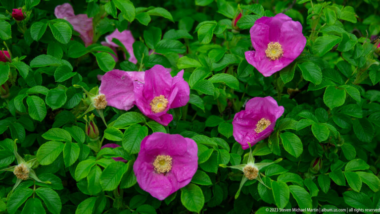 Several magenta five-petaled roses with yellow centers among dense, deeply veined green leaves.