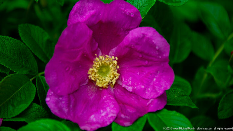 Close-up of a magenta five-petaled rugosa rose with yellow stamens and raindrops on the petals.