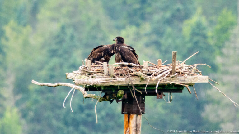 Dark immature bald eagle standing on a stick nest atop a pole-mounted platform against blurred forest.