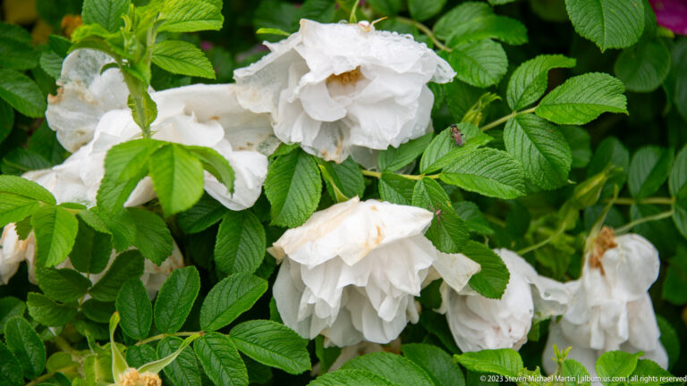 Cluster of large double white roses among dense, deeply veined green leaves, with some petals browning.
