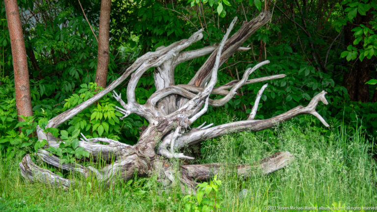Large bleached uprooted tree with twisting exposed roots lying in grass beside dense green woodland.