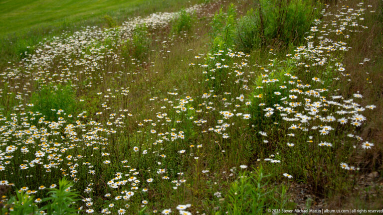 Dense patch of white daisies with yellow centers flowering among tall grasses and meadow vegetation.