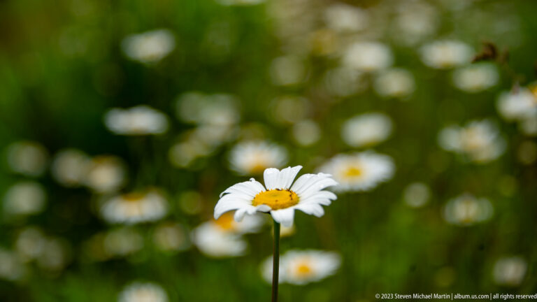 Single white daisy with yellow center in focus against a blurred meadow of similar flowers.