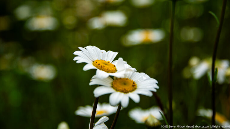 Two overlapping white daisies with yellow centers in focus against a dark blurred meadow background.