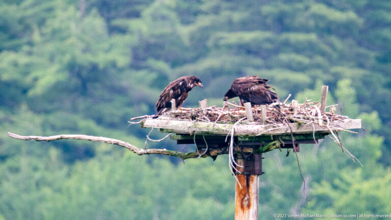 Two dark immature bald eagles standing and bending over a stick nest on an elevated platform.