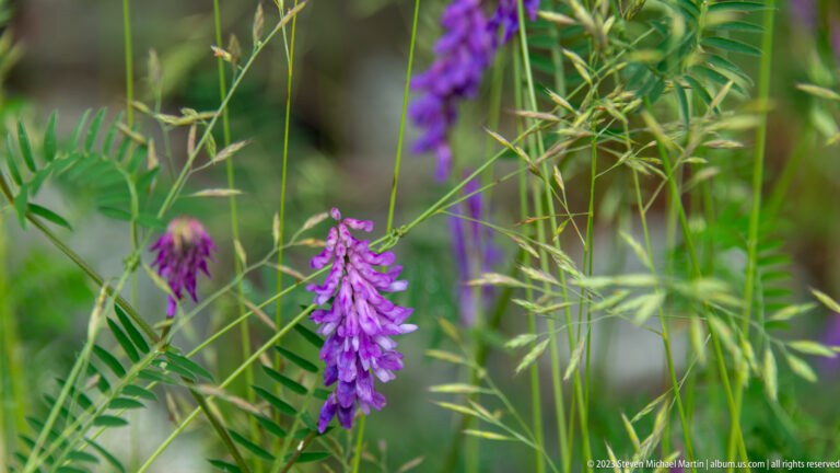 Purple pea-shaped wildflowers hanging among grasses and fernlike green foliage in Fundy National Park.