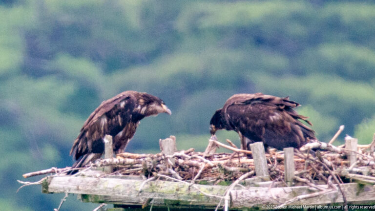 Close view of two immature bald eagles facing each other on a large stick nest.