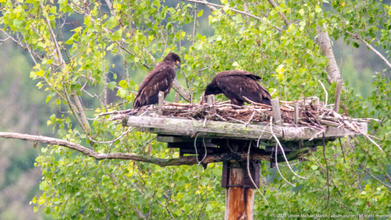 Two immature bald eagles on a raised stick nest framed by leafy green branches.