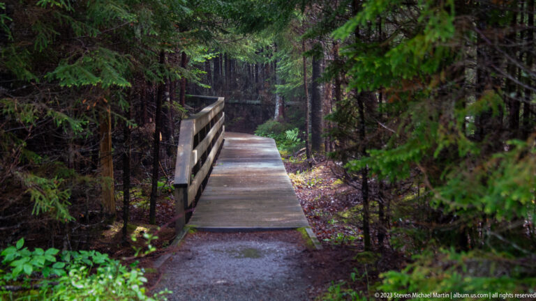 Wooden boardwalk and railing extending through a damp, dense conifer forest on the Point Wolfe trail.