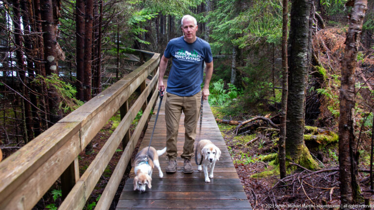 Visitor walking two small dogs on a wet wooden boardwalk through dense evergreen forest.