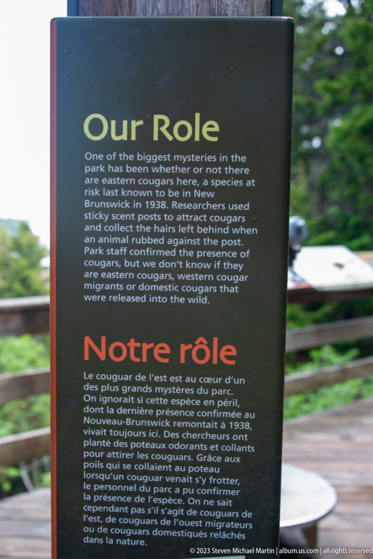 Bilingual Our Role interpretive panel discussing eastern cougars, historical records, and unconfirmed sightings in New Brunswick.