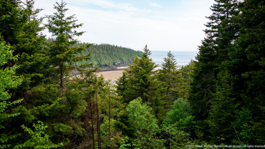 Forested view down to a pale intertidal cove and the Bay of Fundy between dense evergreen trees.