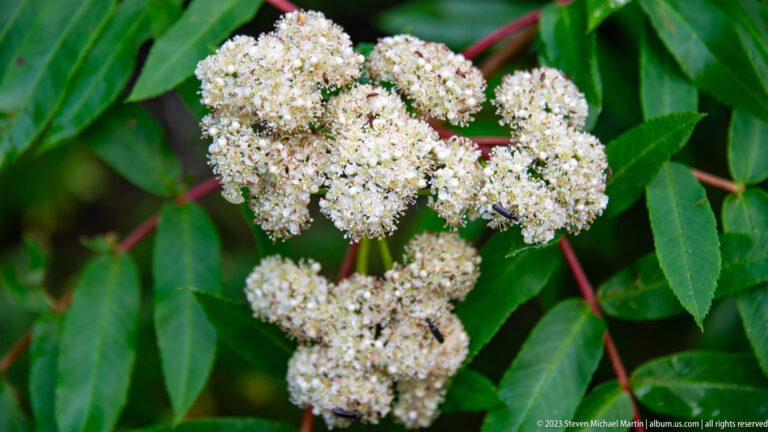 Creamy white mountain-ash flower clusters beside green leaflets and reddish stems.