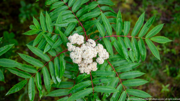 Mountain-ash branch with pinnate green leaves, red twigs, and clusters of small white flowers.