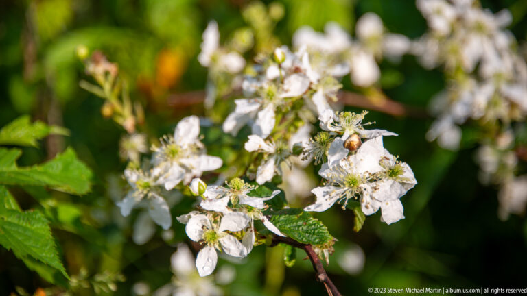Clusters of white five-petaled bramble flowers with many stamens among green serrated leaves.