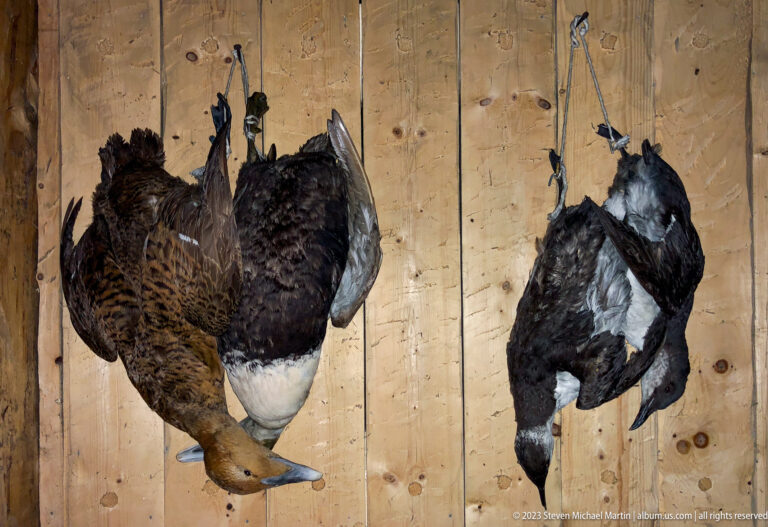 Three harvested game birds hanging by cords against a vertical wooden plank wall.