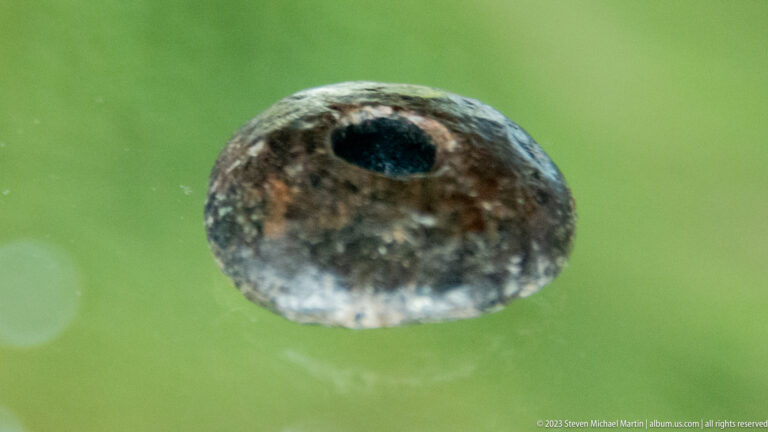 Small rounded dark archaeological object with a central hole displayed against a green background.