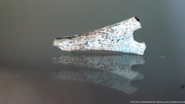 Pale tapered archaeological fragment with a large curved notch displayed against a dark reflective surface.