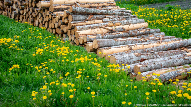 Neatly stacked birch logs surrounded by green grass and abundant yellow dandelions.