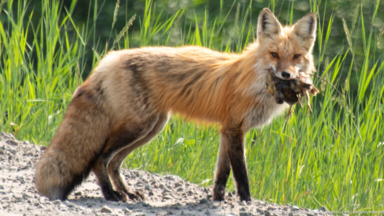 Red fox standing on gravel beside tall reeds with dark prey held in its mouth.