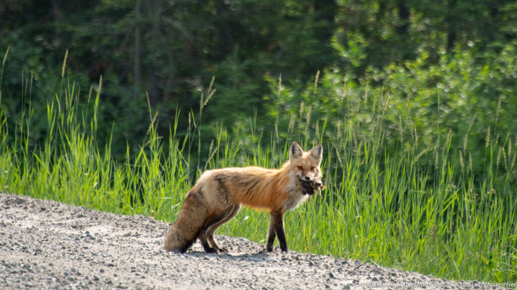 Full-body red fox on a gravel roadside carrying dark prey, with tall green grasses behind.