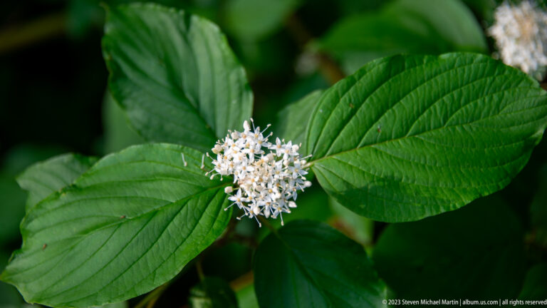 Cluster of small white flowers surrounded by broad, deeply veined green leaves in shaded vegetation.