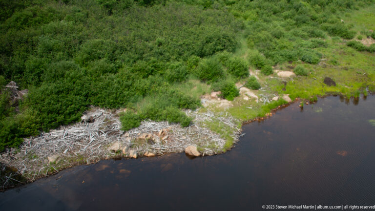 Large accumulation of pale branches at the edge of dark water beside dense green shrubs.