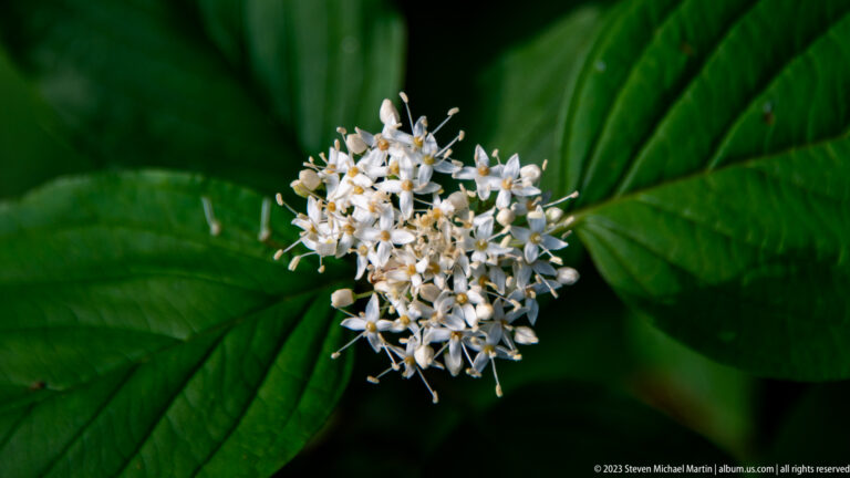 Tight close-up of many small white flowers with projecting stamens against large green leaves.