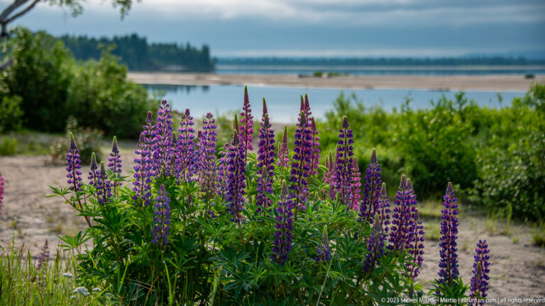 Purple lupine flower spikes in sharp focus beside a sandy path, with wetland water and flats blurred behind.