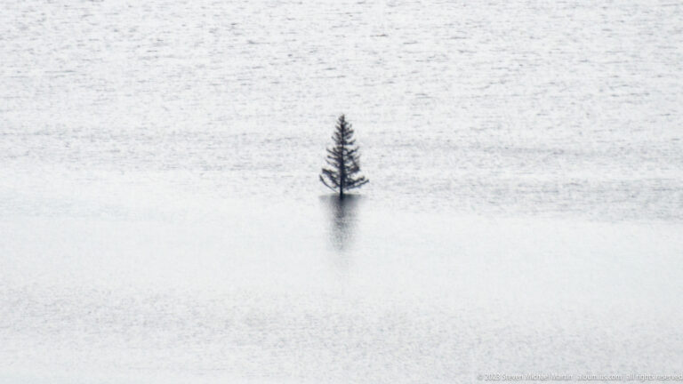 Lone small conifer standing in pale rippled water with its lower trunk submerged.