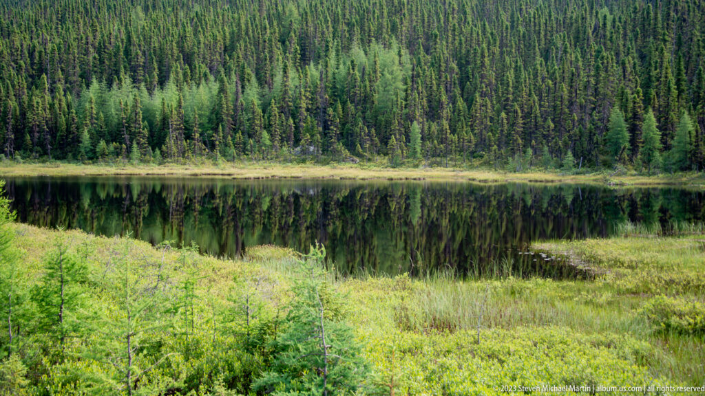 Still boreal pond reflecting dense conifer forest, with sedges and low shrubs along the near shoreline.