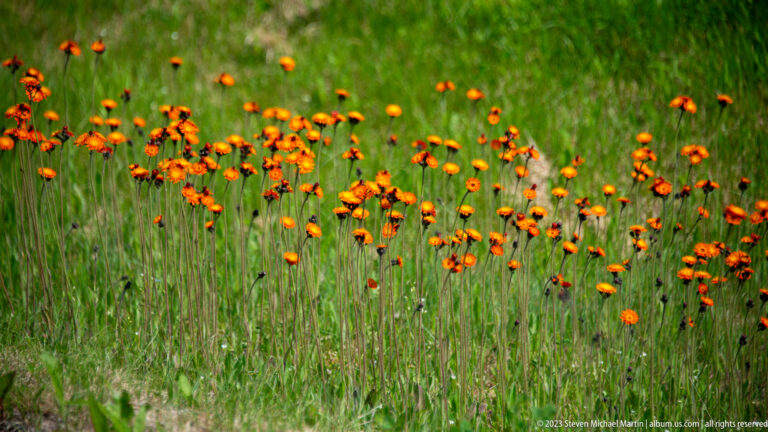 Numerous small orange, dark-centered wildflowers on slender stems scattered through tall green grass.