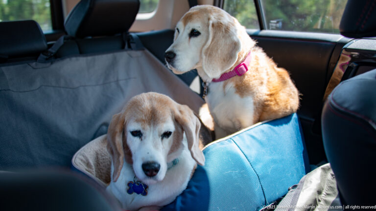 Two senior beagle-type dogs in a car’s rear seat, one lying in a blue bed and one sitting behind.