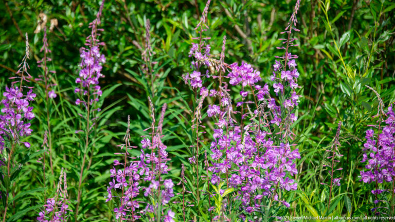 Dense patch of tall purple-pink wildflowers with narrow leaves growing among green roadside vegetation.